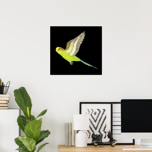 Budgerigar fliegen - Melopsittacus undulatus Poster (Heimbüro)