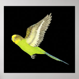 Budgerigar fliegen - Melopsittacus undulatus Poster