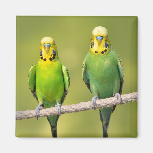 Budgerigars auf einem Seil Magnet (Vorne)