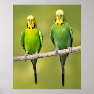 Budgerigars auf einem Seil Poster