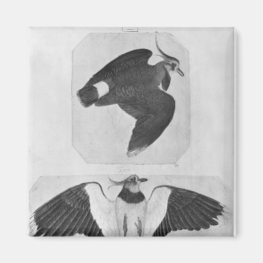 Budgerigars aus dem Vallardi-Album Magnet (Vorne)