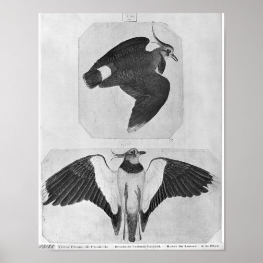Budgerigars aus dem Vallardi-Album Poster (Vorne)