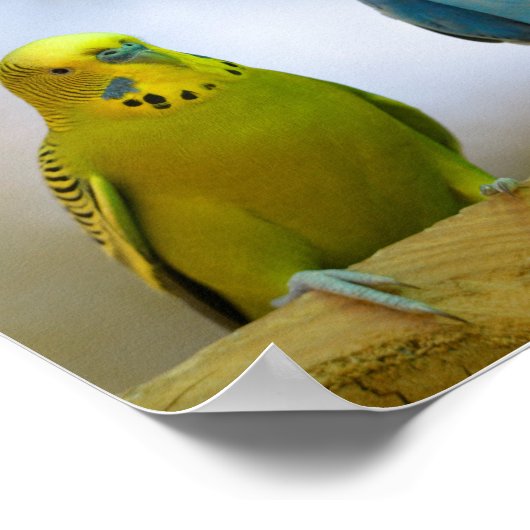 Budgerigars Poster (Ecke)