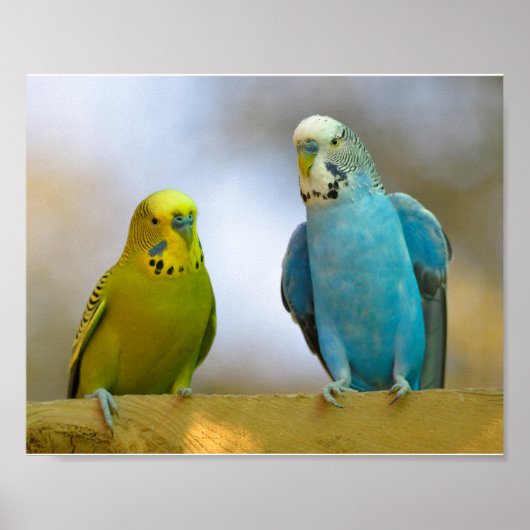Budgerigars Poster (Vorne)