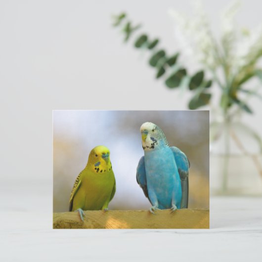 Budgerigars Postkarte (Stehend Vorderseite)