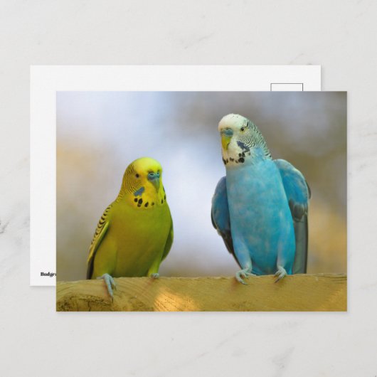 Budgerigars Postkarte (Vorne/Hinten)