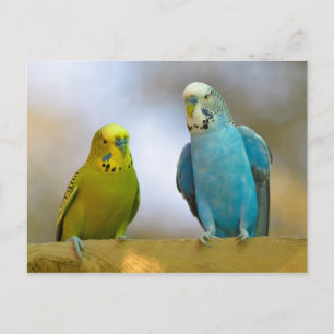Budgerigars Postkarte