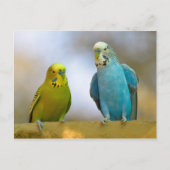 Budgerigars Postkarte (Vorderseite)