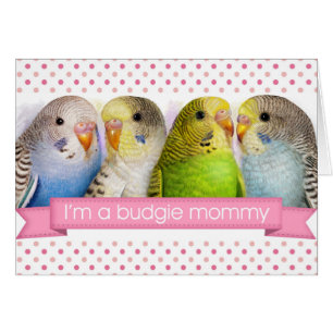 Budgerigars realistisches Gemälde