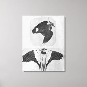 Budgerigars, vom Vallardi Album Leinwanddruck