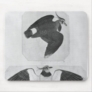 Budgerigars, vom Vallardi Album Mousepad