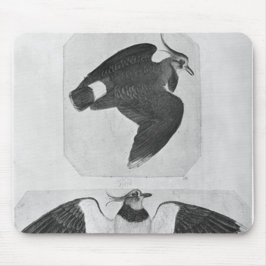Budgerigars, vom Vallardi Album Mousepad (Vorne)