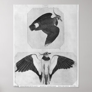 Budgerigars, vom Vallardi Album Poster