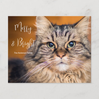 Budget Foto Cat Merry and Bright Holiday Card