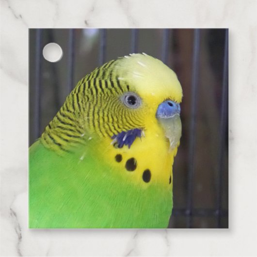 Budgie 003 geschenkanhänger (Vorderseite)