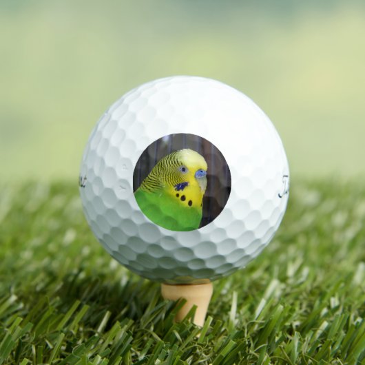 Budgie 003 golfball (Insitu T-Shirt)