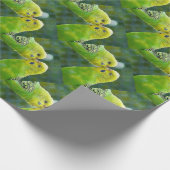 Budgie_2015_0604 Geschenkpapier (Ecke)