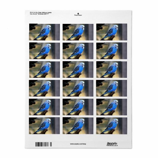 Budgie Adressaufkleber (Vorne)