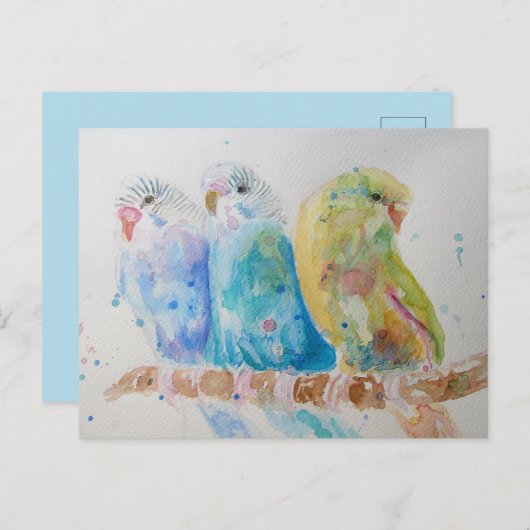 Budgie Aqua Aquamarin Postkarte (Vorne/Hinten)