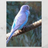 Budgie Bird Flyer (Hinten)