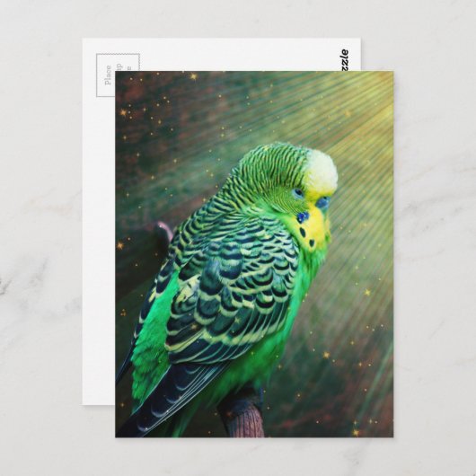 Budgie Bird Postkarte (Vorne/Hinten)