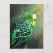 Budgie Bird Postkarte (Vorderseite)