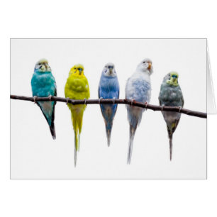 Budgie Birds