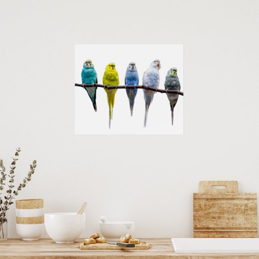 Budgie Birds Poster (Küche)