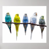 Budgie Birds Poster (Vorne)