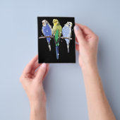 Budgie Budgerigar Glitzer Flyer (Gruppe)