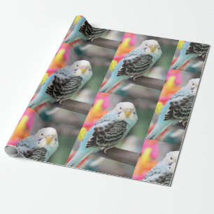 Budgie Geschenkpapier
