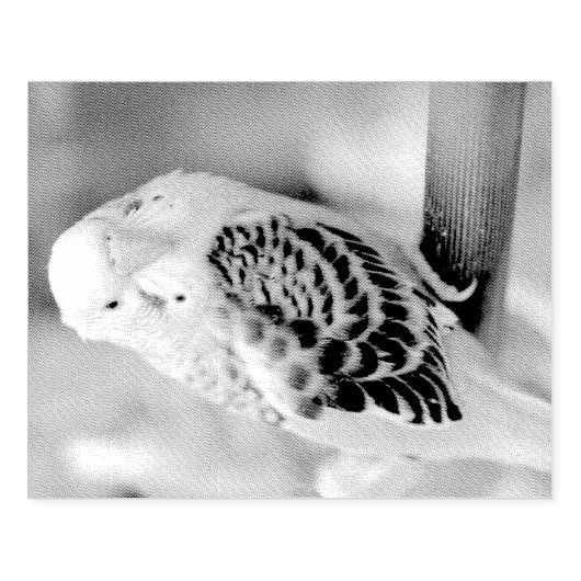 Budgie Gummistempel (Prägung)