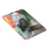 Budgie Magnet (Rechte Seite)