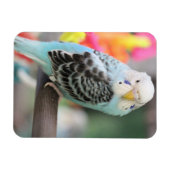 Budgie Magnet (Horizontal)