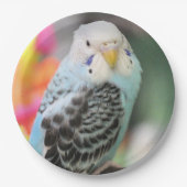 Budgie Pappteller (Vorderseite)