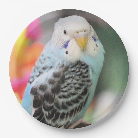 Budgie Pappteller (Vorderseite)