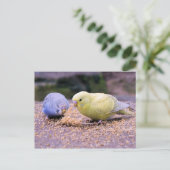 Budgie Postkarte (Stehend Vorderseite)