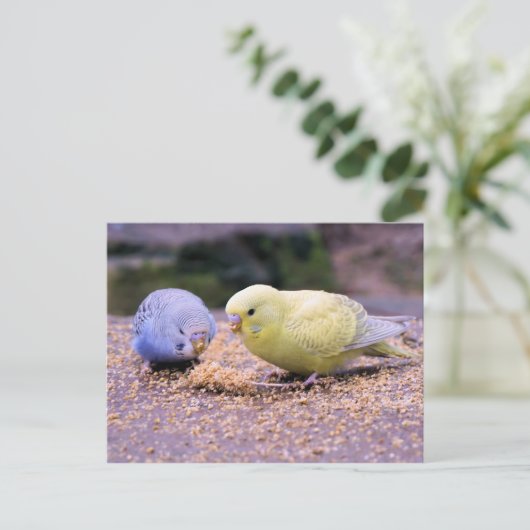 Budgie Postkarte (Stehend Vorderseite)