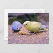 Budgie Postkarte (Vorne/Hinten)