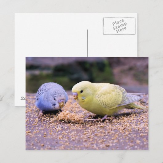 Budgie Postkarte (Vorne/Hinten)