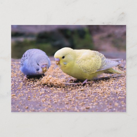 Budgie Postkarte (Vorderseite)