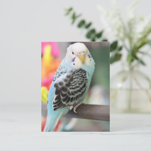 Budgie Postkarte (Stehend Vorderseite)