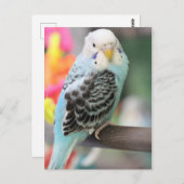 Budgie Postkarte (Vorne/Hinten)