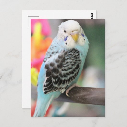 Budgie Postkarte (Vorne/Hinten)