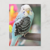 Budgie Postkarte (Vorderseite)