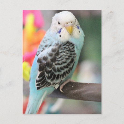 Budgie Postkarte (Vorderseite)
