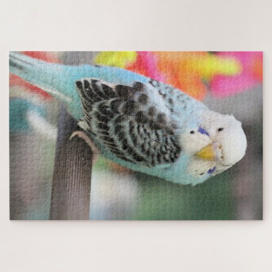 Budgie Puzzle (Horizontal)