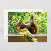 Budgie und Rotes Eichhörnchen Postkarte (Vorne/Hinten)