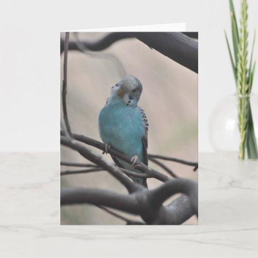 Budgie Wonder über Sie - Framework Art Card Karte (Vorderseite)