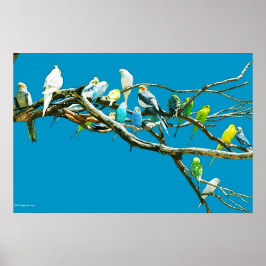 Budgien und Cockatiels Poster (Vorne)